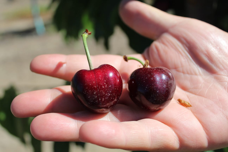 cerezas