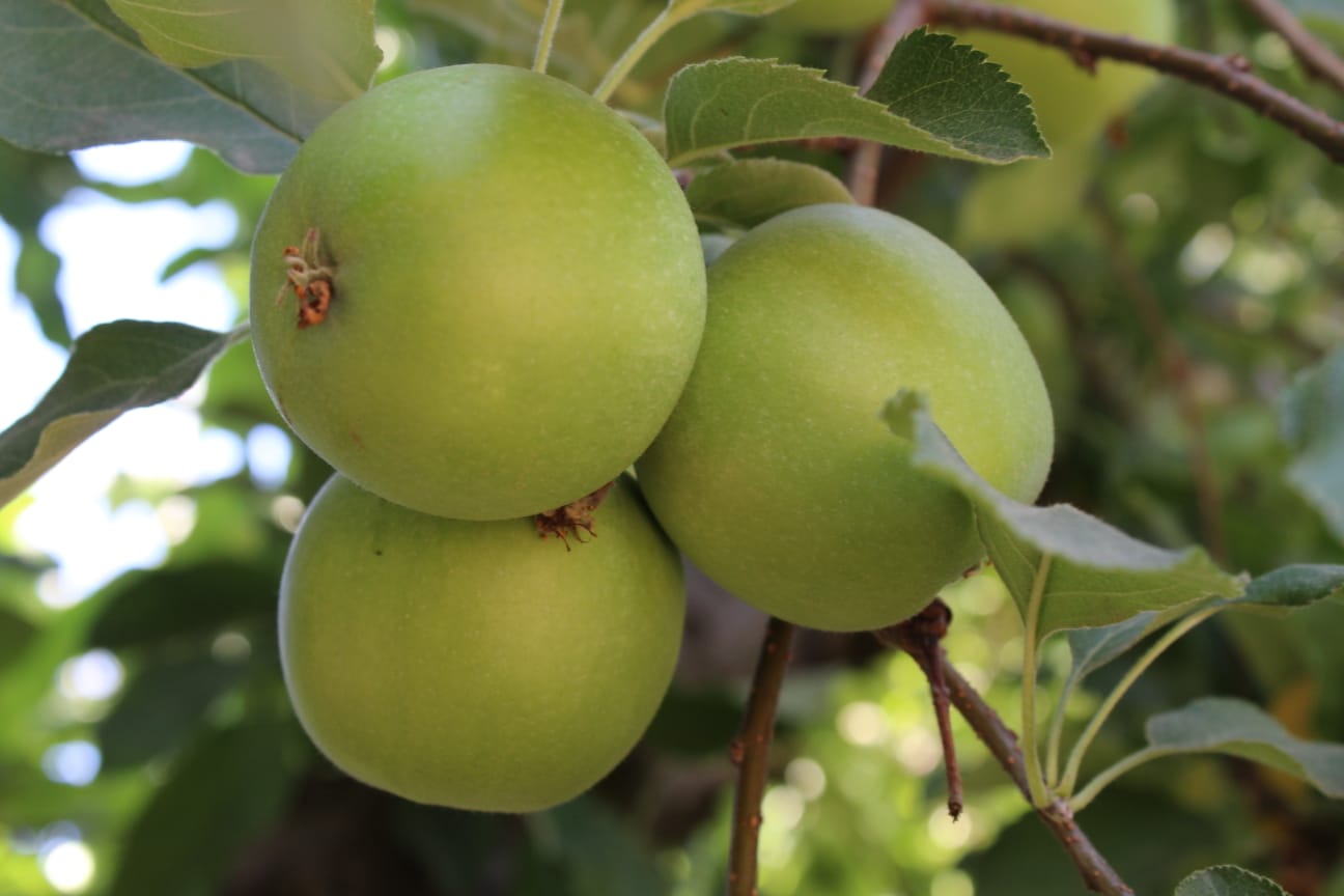 manzanas